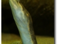 Apalone Platypelis ferox (Florida-Weichschildkröte)