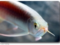 Arowana (Gabelbart)