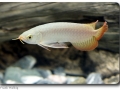 Arowana (Gabelbart)