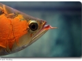 Arowana (Gabelbart)