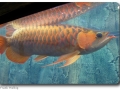 Arowana (Gabelbart)