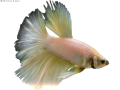 International Betta Competition