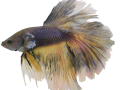 International Betta Competition