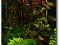 Aquascape von Konrad Auer