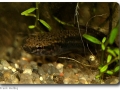 Betta albimarginata (Weißsaumkampffisch) female