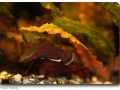 Betta albimarginata (Weißsaumkampffisch) male