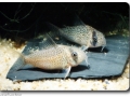 Corydoras (Panzerwelse)