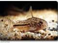 Corydoras (Panzerwelse)