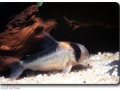 Corydoras (Panzerwelse)