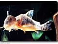 Corydoras (Panzerwelse)