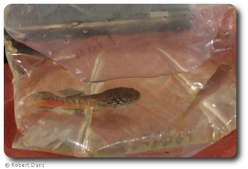 Killi-Fische - Robert Dunz Killi-Fische - Robert Dunz