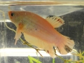 Aqua-Day 2015: Fische