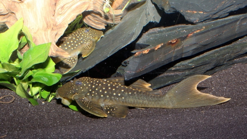 Leporacanthicus joselimai (L 264) - Timm Kreckel