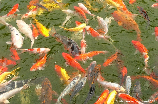 Koi-"Versammlung" (pixabay, CC0)