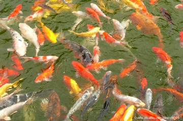 Koi-"Versammlung" (pixabay, CC0) Koi-"Versammlung" (pixabay, CC0)