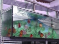 Aquarium Schatzberger: Diskus