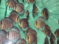 Aquarium Schatzberger: Diskus