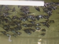 Aquarium Schatzberger: Beilbauch-Fische