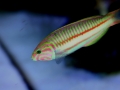 Thalassoma rueppellii