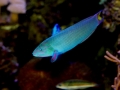 Thalassoma lunare