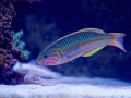 Thalassoma rueppellii