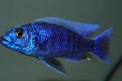 Eisblauer Malawibarsch (Sciaenochromis fryeri)