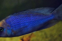 Beulenkopf- oder Delphinbuntbarsch (Cyrtocara moorii)