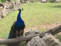 Vereinsausflug 2018: Pfau