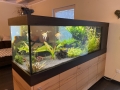 Aquarium als Raumteiler