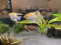 Goldene Skalare (Pterophyllum scalare 'gold')