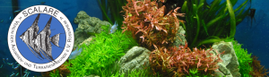 Aquarium mit Scalare-Logo 2016