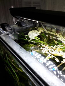 Geöffnete Aquarienabdeckung mit Blick auf die Wasseroberfläche