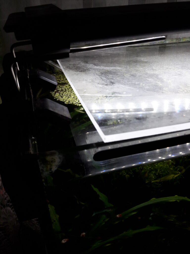 Abdeckscheibe vom Aquarium