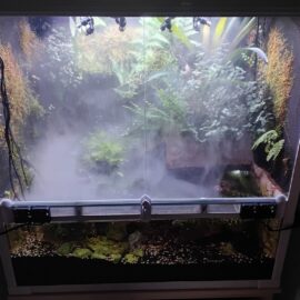 Regenwald-Paludarium