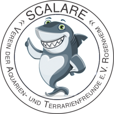 Scalare-Becken-Checken Becken-Checken 09/2018