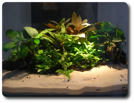 Aquascaping – Rene Türckheim