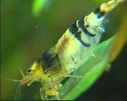 Caridina Seratta/Neocaridina sp. „Biene“ (Bienengarnele)