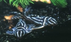 Hypancistrus zebra (Zebrawels L46)