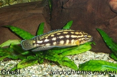 Julidochromis marlieri (Schachbrett-Schlankcichlide)