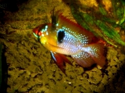 Südamerikanischer Schmetterlingsbuntbarsch (Microgeophagus ramirezi)