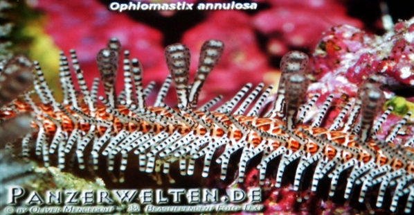Wirbellose im Salzwasser-Nano-Aquarium