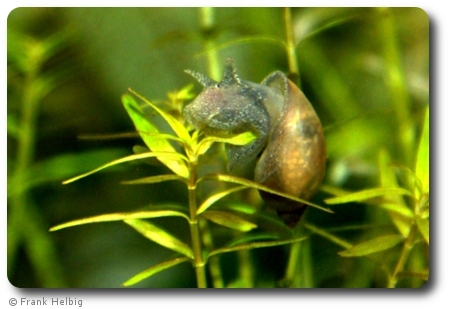 Schlammschnecke (Radix labiata)