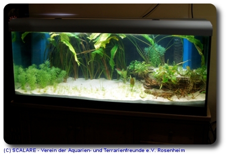 Vereinsaquarium 2011